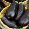 Description de la variété d'aubergine Galich, ses caractéristiques et son rendement