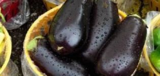 Description de la variété d'aubergine Galich, ses caractéristiques et son rendement