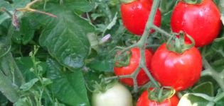 Description of the Rio Fuego tomato variety and its characteristics