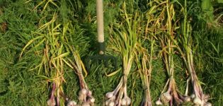 When is it necessary to harvest winter garlic in Siberia and regions?