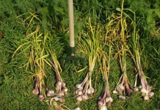 Quand faut-il récolter l'ail d'hiver en Sibérie et dans les régions?