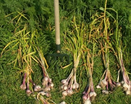 When is it necessary to harvest winter garlic in Siberia and regions?