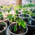 Cuándo plantar tomates para plántulas en 2020 según el calendario lunar