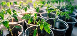 When to plant tomatoes for seedlings in 2020 according to the lunar calendar