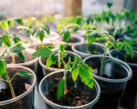 Cuándo plantar tomates para plántulas en 2020 según el calendario lunar