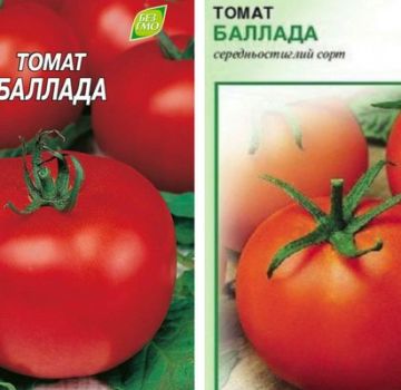 Description de la variété de tomate Ballada et de ses caractéristiques