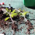 Why tomatoes do not sprout and grow slowly, what to do