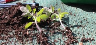 Pourquoi les tomates ne poussent pas et poussent lentement, que faire