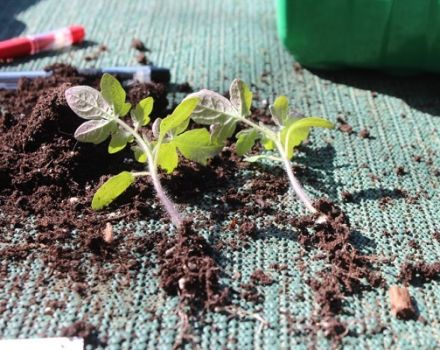 Pourquoi les tomates ne poussent pas et poussent lentement, que faire