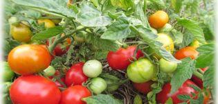 Description and characteristics of the tomato variety Turbojet