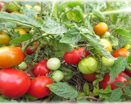 Description et caractéristiques de la variété de tomate Turbojet