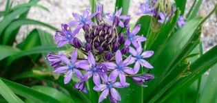 Säännöt hyacintoidien istuttamisesta ja hoidosta ulkona