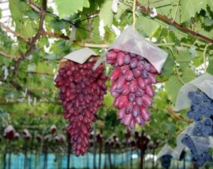 Description et subtilités de la culture des raisins Manucure Finger