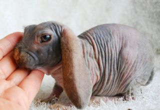 Causes de la calvitie chez les lapins et méthodes de traitement, méthodes de prévention