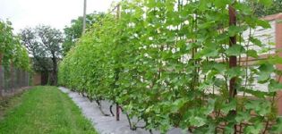 Why grapes do not bloom and bear fruit and what to do, preventive measures