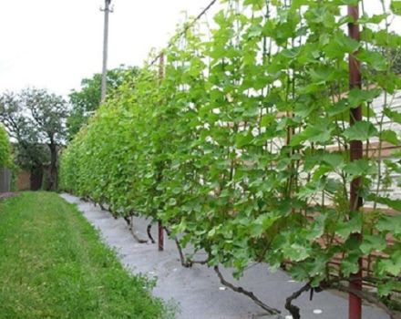 Why grapes do not bloom and bear fruit and what to do, preventive measures