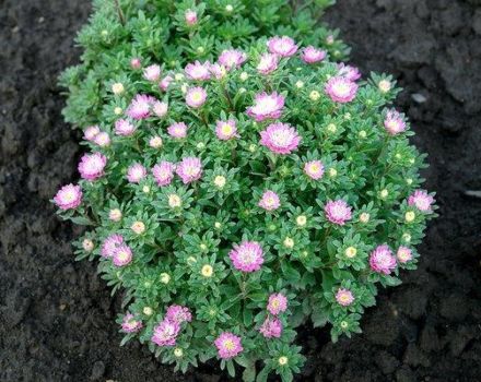 Descripción de especies y variedades de arabis perennes, plantación y cuidado en campo abierto.