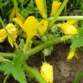 Pourquoi les courgettes ont-elles beaucoup de fleurs stériles, dois-je les couper, que faire si elles ne se nouent pas