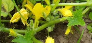 Pourquoi les courgettes ont-elles beaucoup de fleurs stériles, dois-je les couper, que faire si elles ne se nouent pas