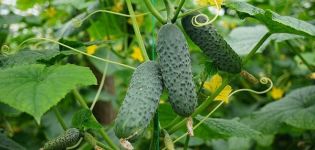 Description of the Meringue cucumber variety, planting and care, the opinion of gardeners