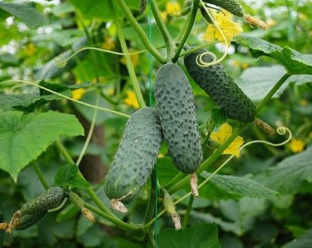 Descripción de la variedad de pepino merengue, plantación y cuidado, la opinión de los jardineros.