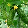 Características del cultivo de pepinos en campo abierto en la región de Moscú.