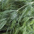 Description of the variety of dill Gribovsky, features of cultivation and care