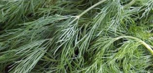 Description of the variety of dill Gribovsky, features of growing and care