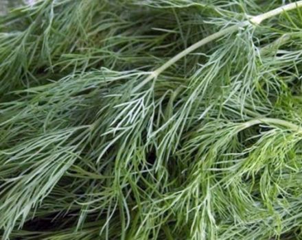 Description of the variety of dill Gribovsky, features of cultivation and care