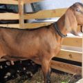 Description and characteristics of the top 5 meat breeds of goats, the rules for their maintenance