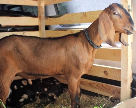 Description et caractéristiques des 5 meilleures races de viande de chèvre, les règles de leur entretien