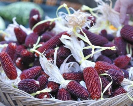 Descripción del maíz rojo, características de cultivo y cuidado.