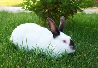 Description des lapins de race Californie et de leur entretien à la maison