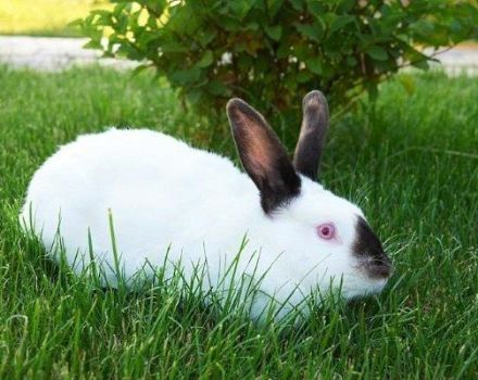 Description of rabbits of the California breed and their maintenance at home