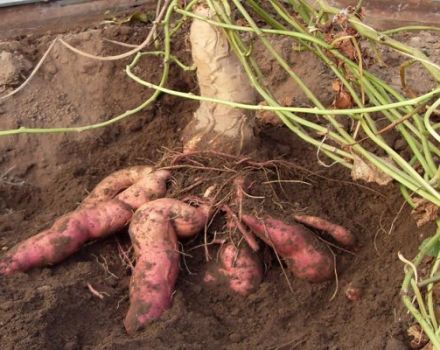 Description de la patate douce Batat, ses avantages et ses inconvénients, sa culture et ses soins