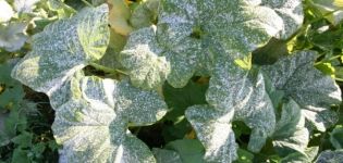 Cómo lidiar con las enfermedades de los pepinos en campo abierto y en un invernadero, cómo proteger y cómo rociar.