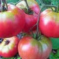 Description of the variety and features of growing tomato Supergiant pink f1