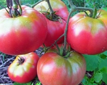 Description de la variété et des caractéristiques de la culture de la tomate Supergiant Pink F1