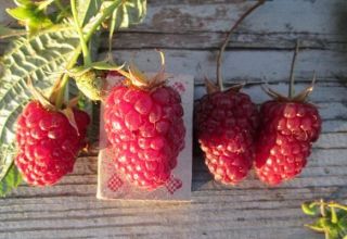 Description des variétés de framboises Red Guard, avantages et inconvénients, entretien