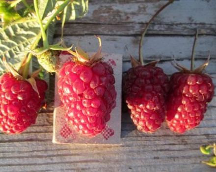 Description des variétés de framboises Red Guard, avantages et inconvénients, entretien