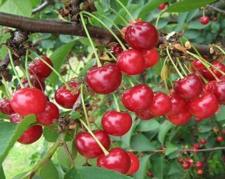 Description of cherry variety Toy and characteristics of fruiting, cultivation and rules of care