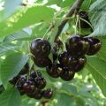 Description and characteristics of the Leningradskaya black cherry variety, cultivation and care