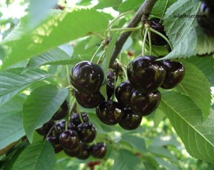 Description et caractéristiques de la variété de cerise noire Leningradskaya, culture et entretien