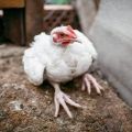 Causes and symptoms of leg diseases in chickens, treatment methods