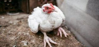 Causes et symptômes des maladies des jambes chez les poulets, méthodes de traitement