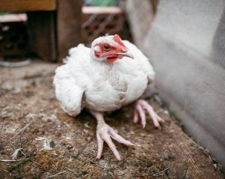 Causas y síntomas de enfermedades de las piernas en pollos, métodos de tratamiento.