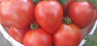 Description de la variété de tomate Sucre rouge et ses caractéristiques