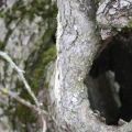 The reasons for the appearance of a hollow on a young and old apple tree, how to close up and how to cover up