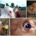 Why a calf can watery eyes, frequent illnesses and treatment