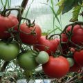 Characteristics and description of the tomato variety Rhapsody